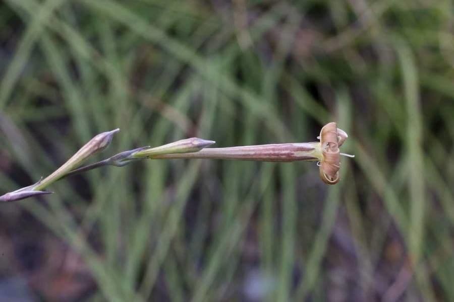Lepnica bupleuroides 4