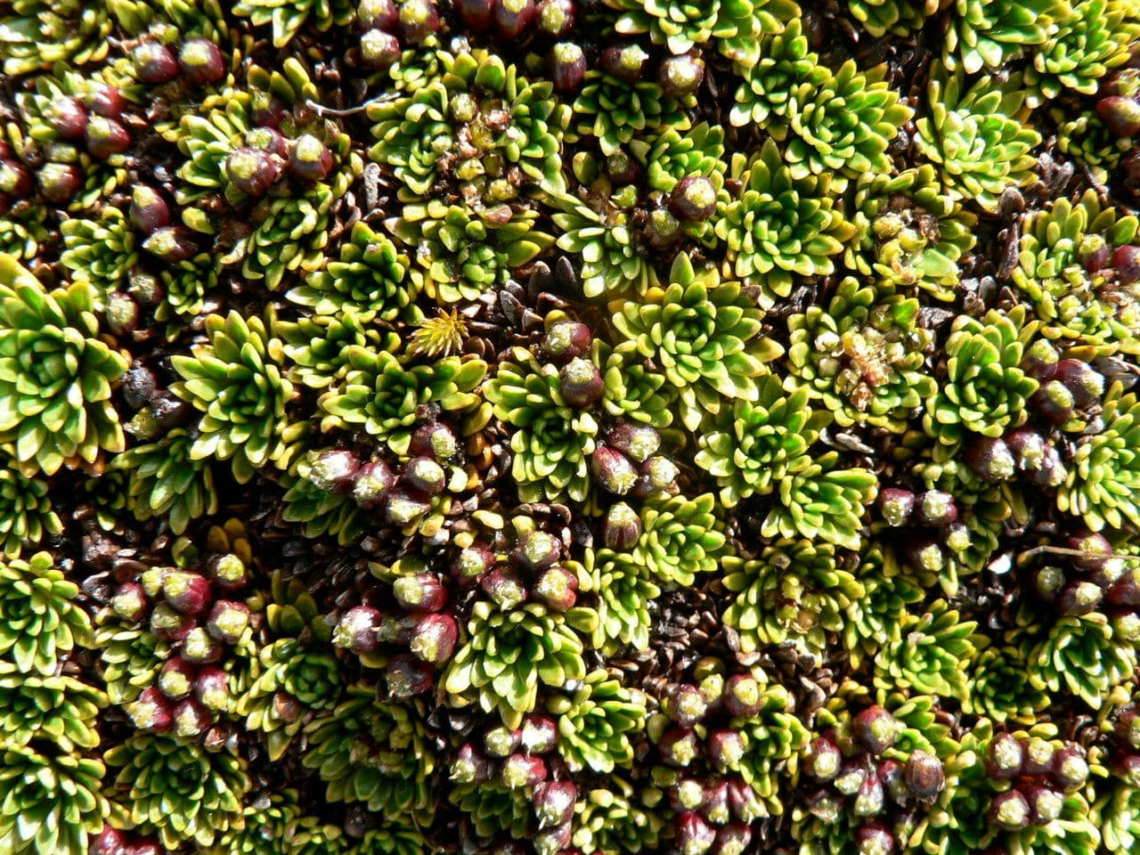 Azorella 2
