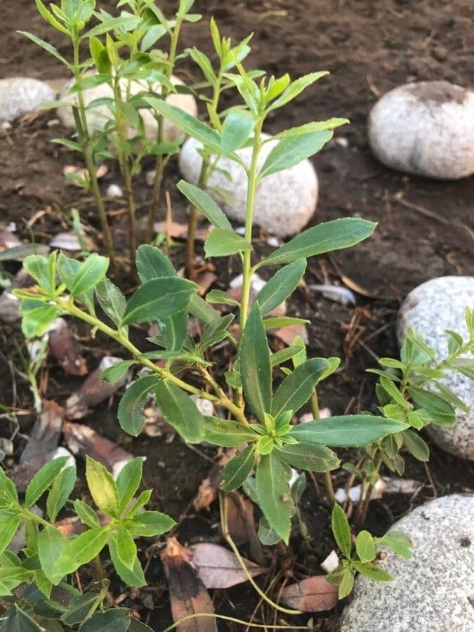 Ilex glabra 26