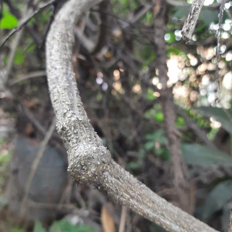 Melón escarlata 23