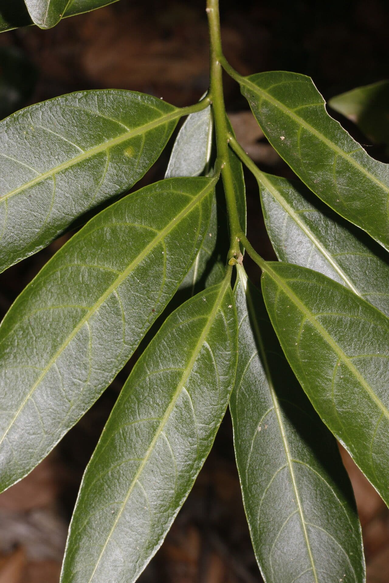 Drüsiges Cestrum 8