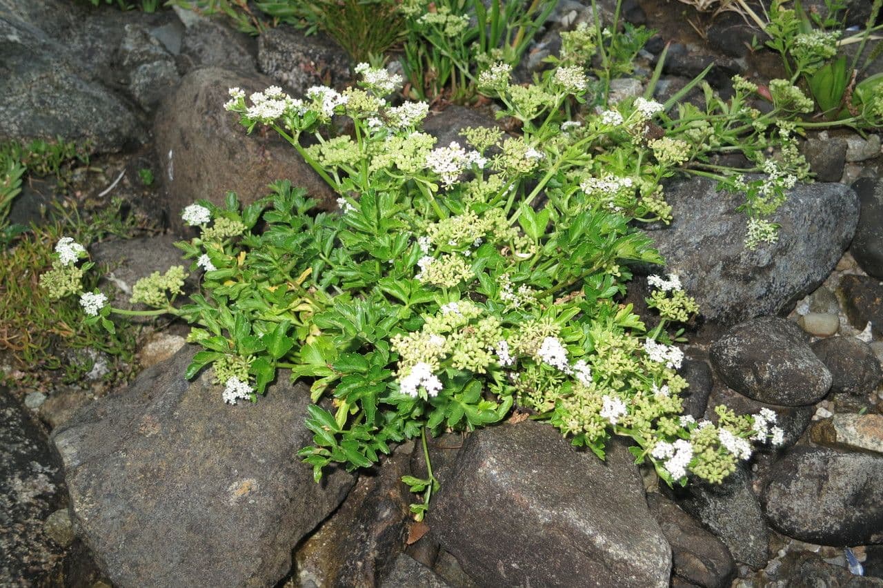 Prostrate marshwort 4