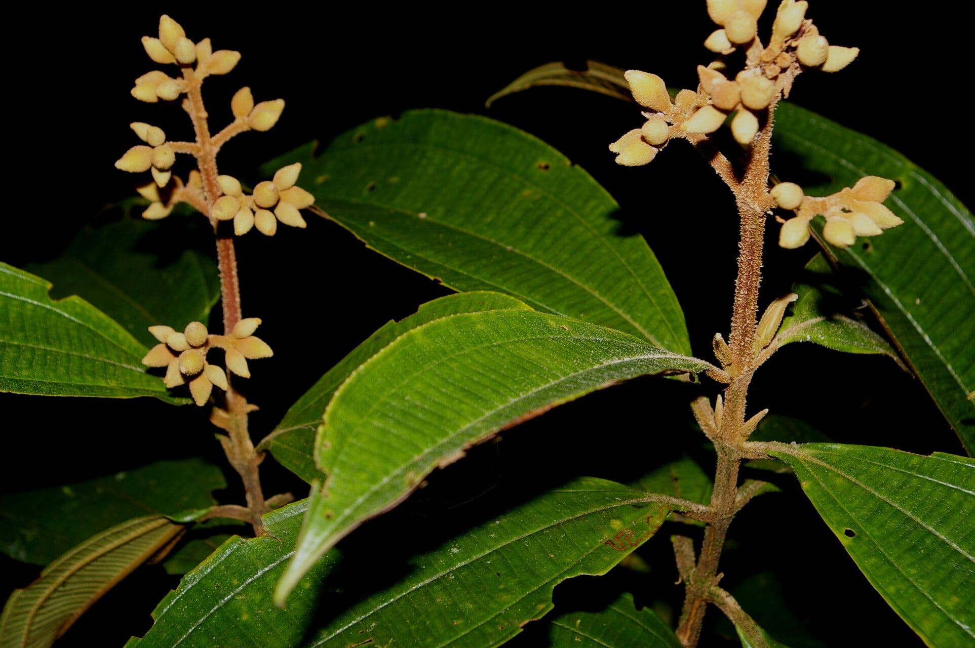 Conostegia luquillo 7