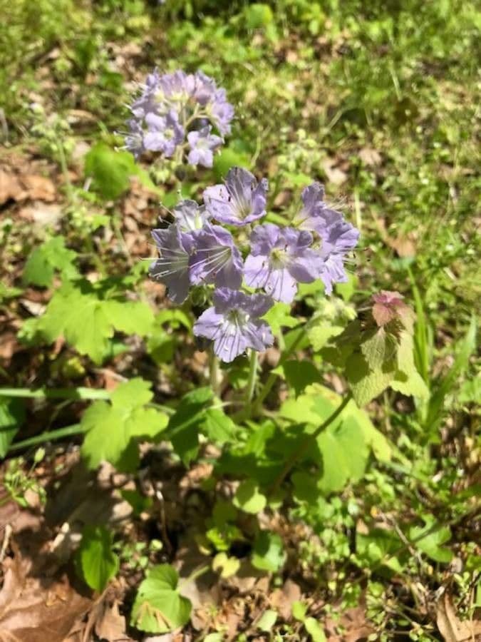 Feuille d'eau appendiculée 3