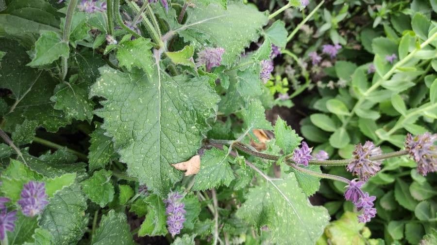 Salvia verticillata 18