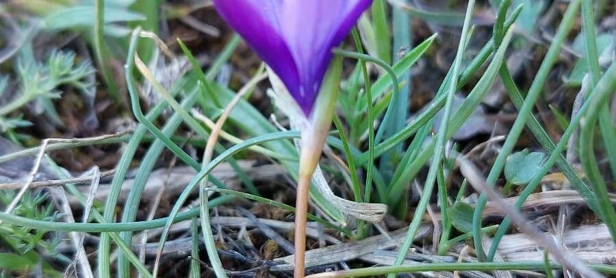Romulea 16