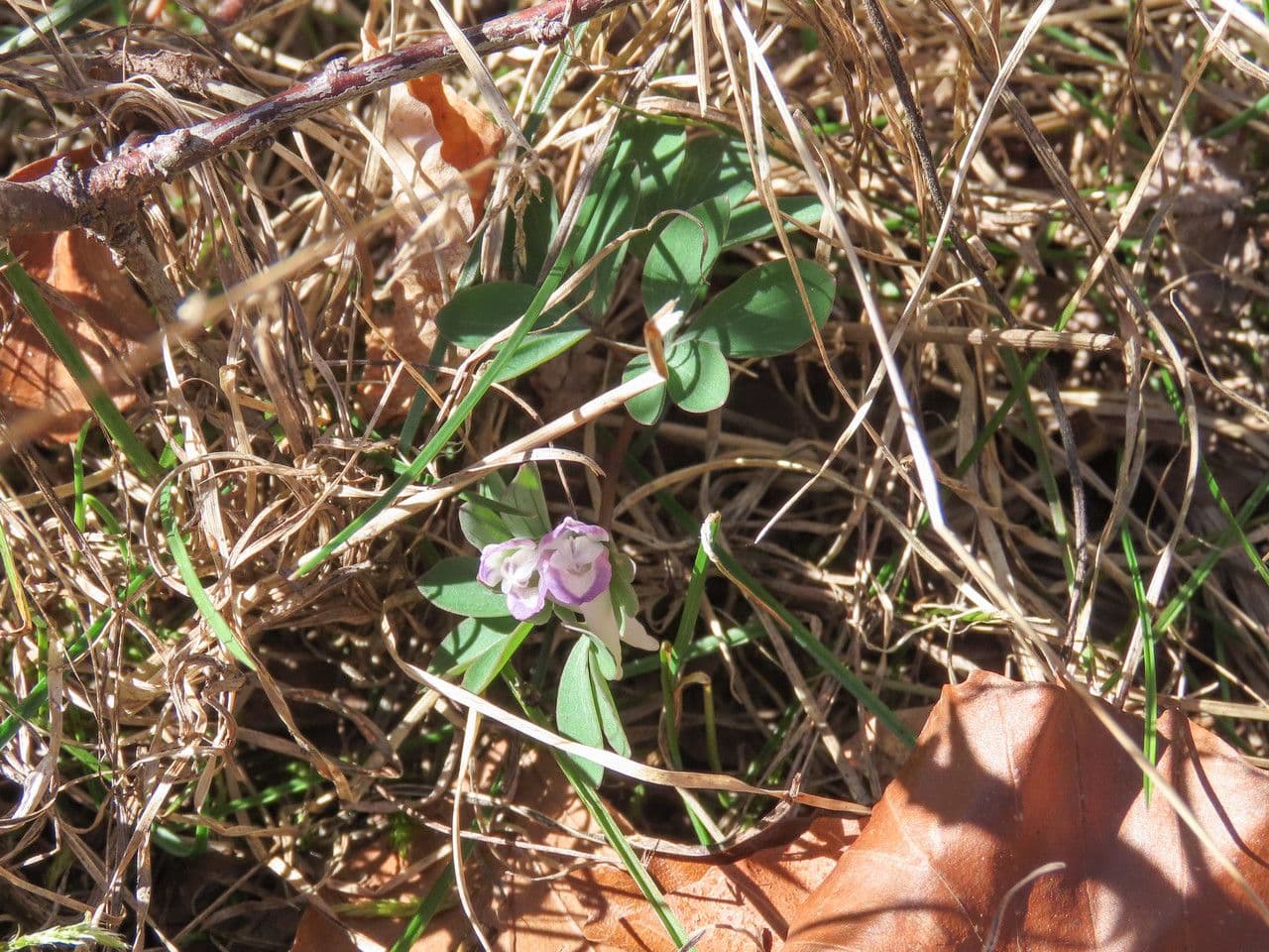 Fumaria pumila 6