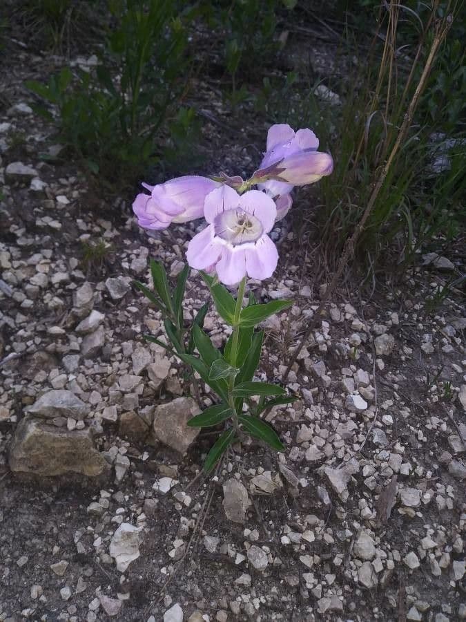 Penstemon cobaea 4