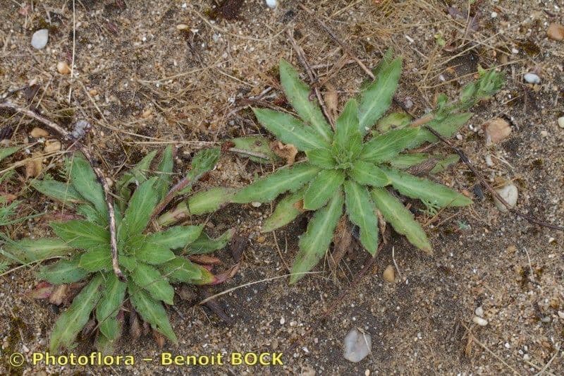 Enagra 7
