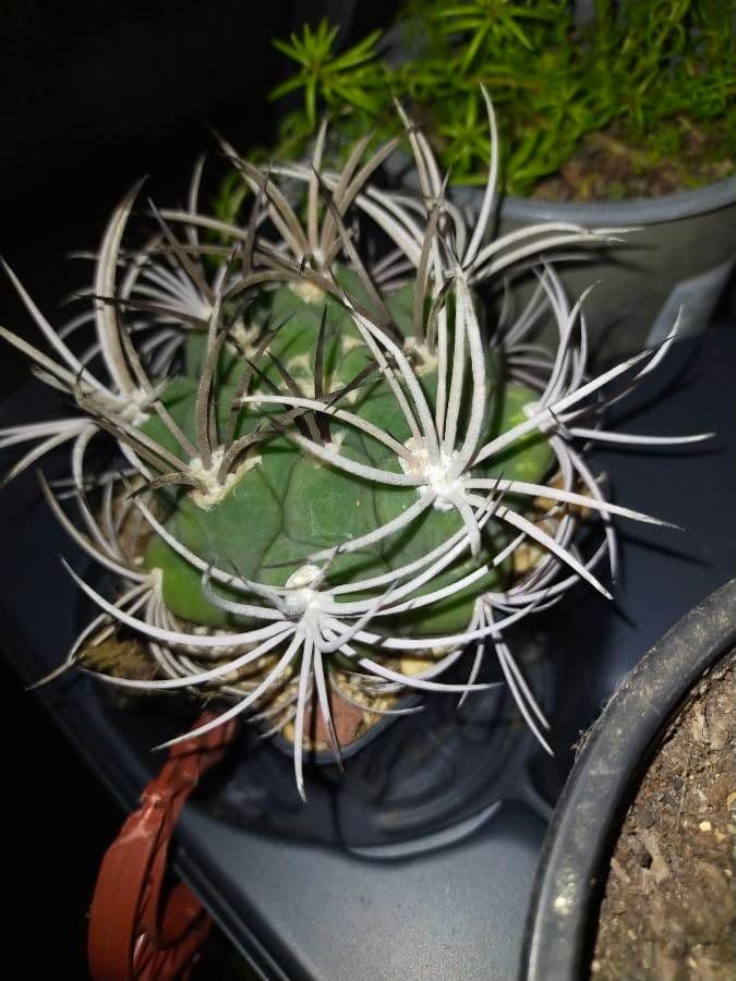 Cactus 8