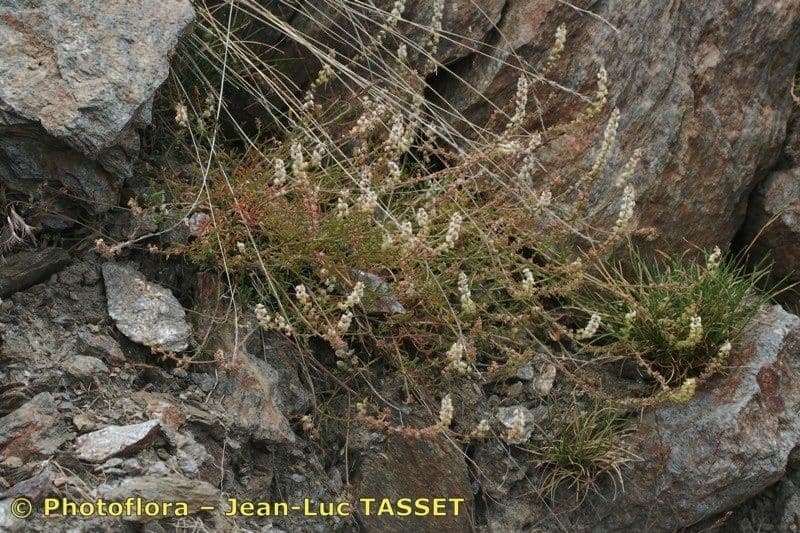 Sesamoides 4