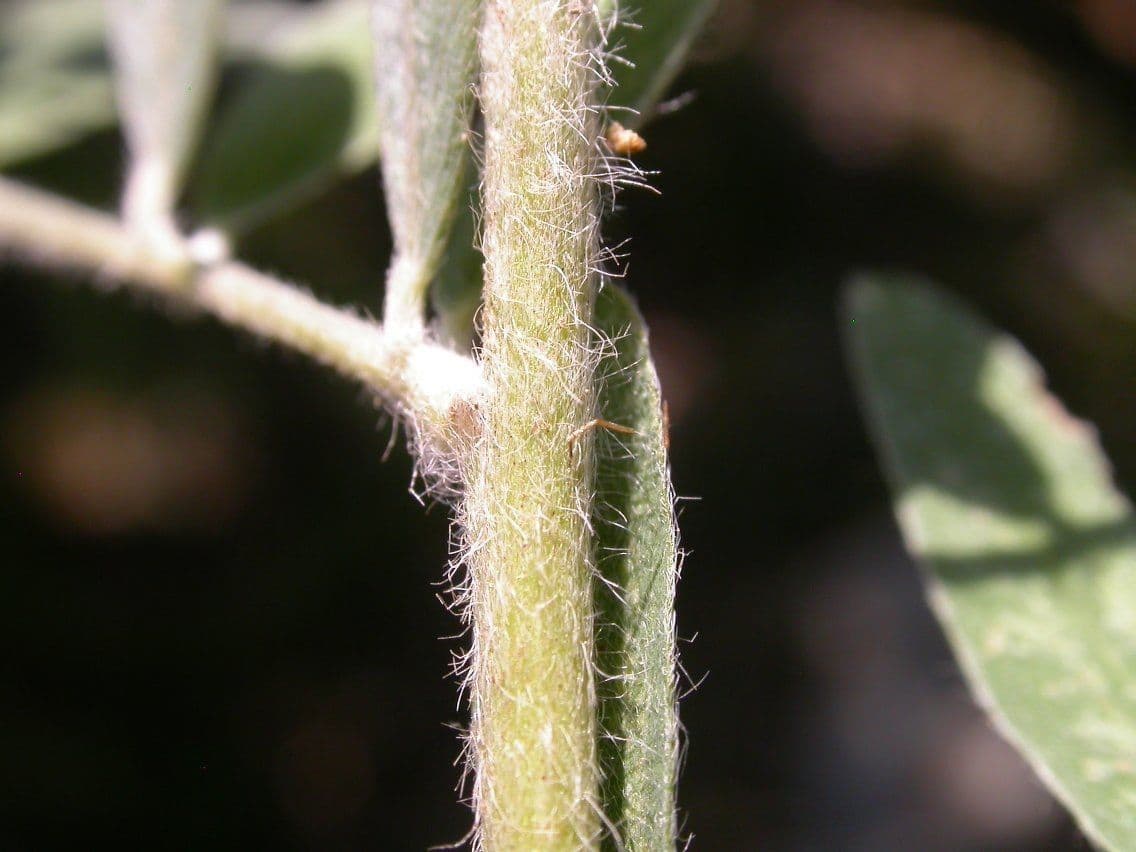 Tephrosia 19