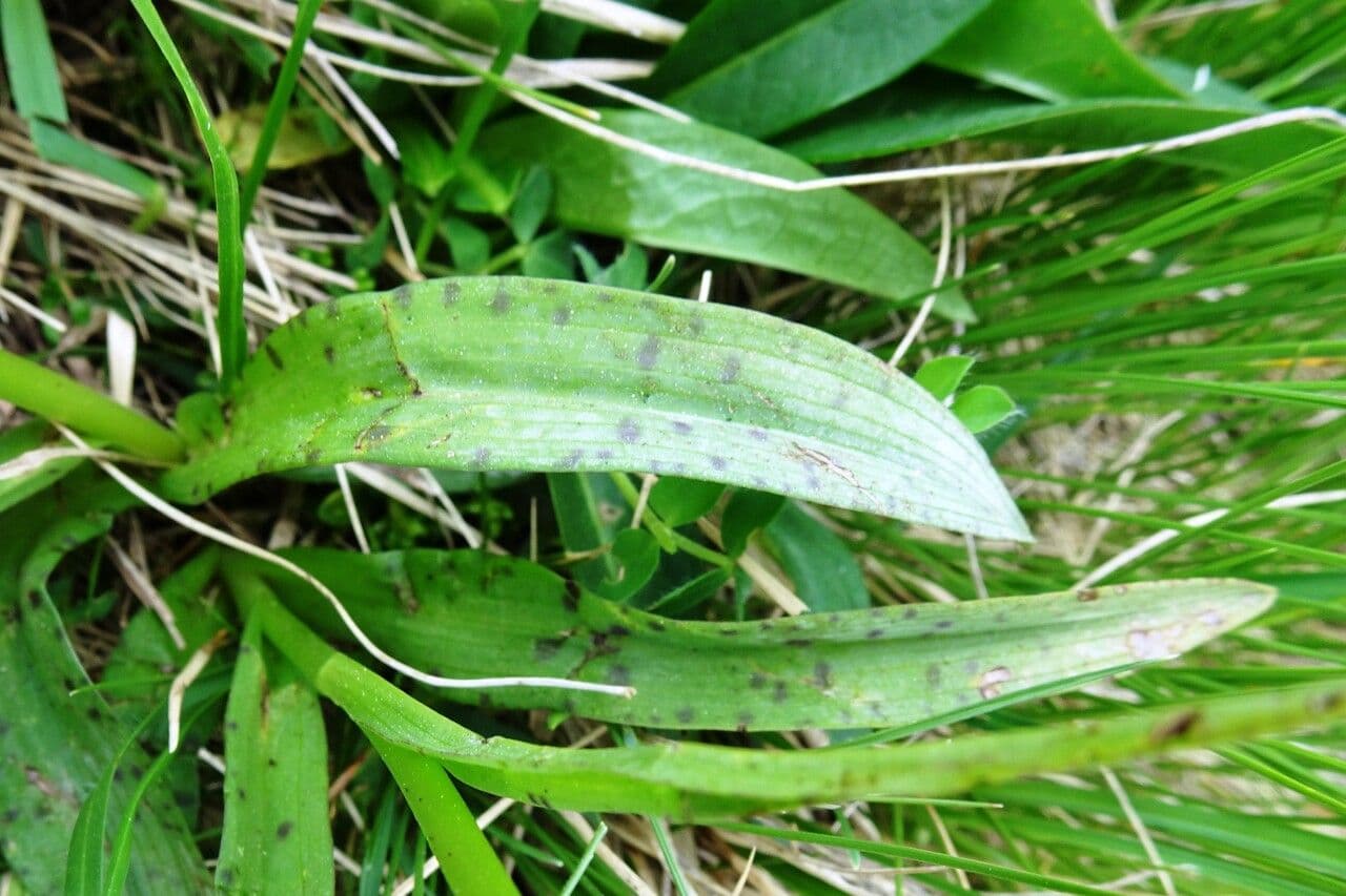 Orchidea macchiata 20
