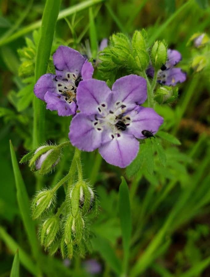 Phacelia hirsuta