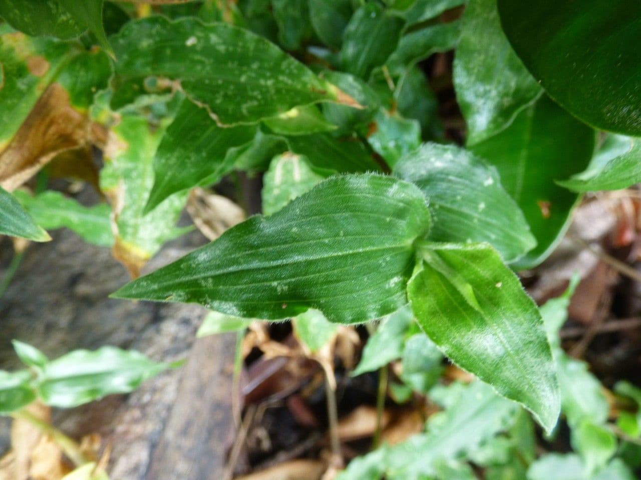 Commelina 15