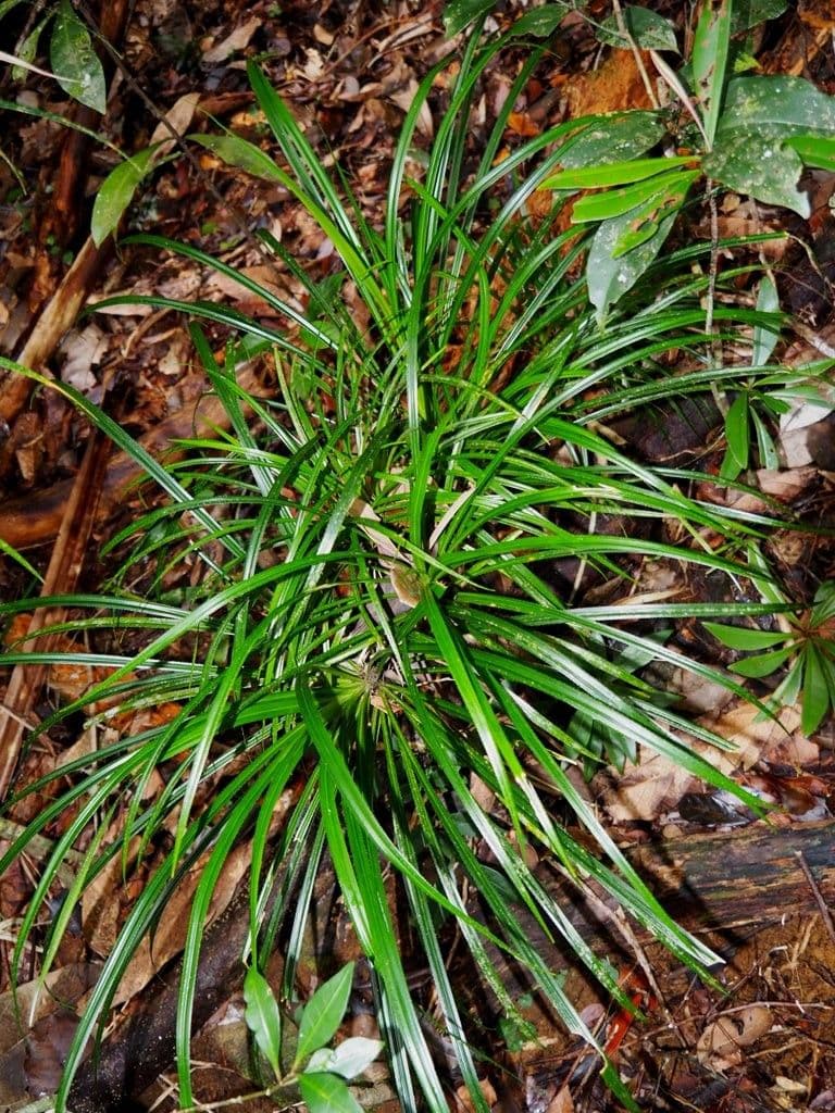 Pandanus 2