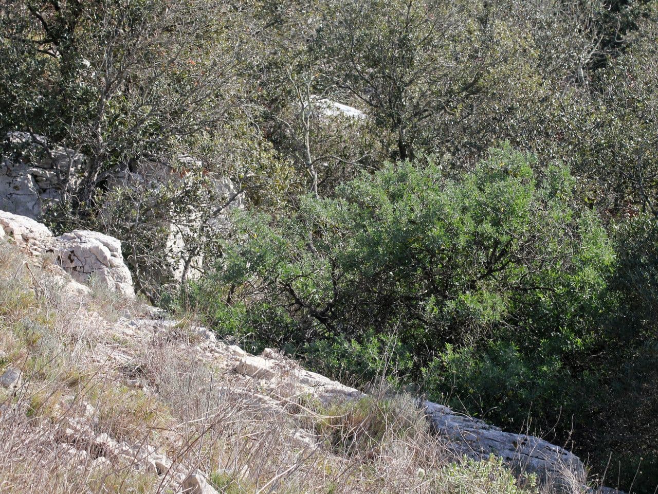 Anagyris fetida 11