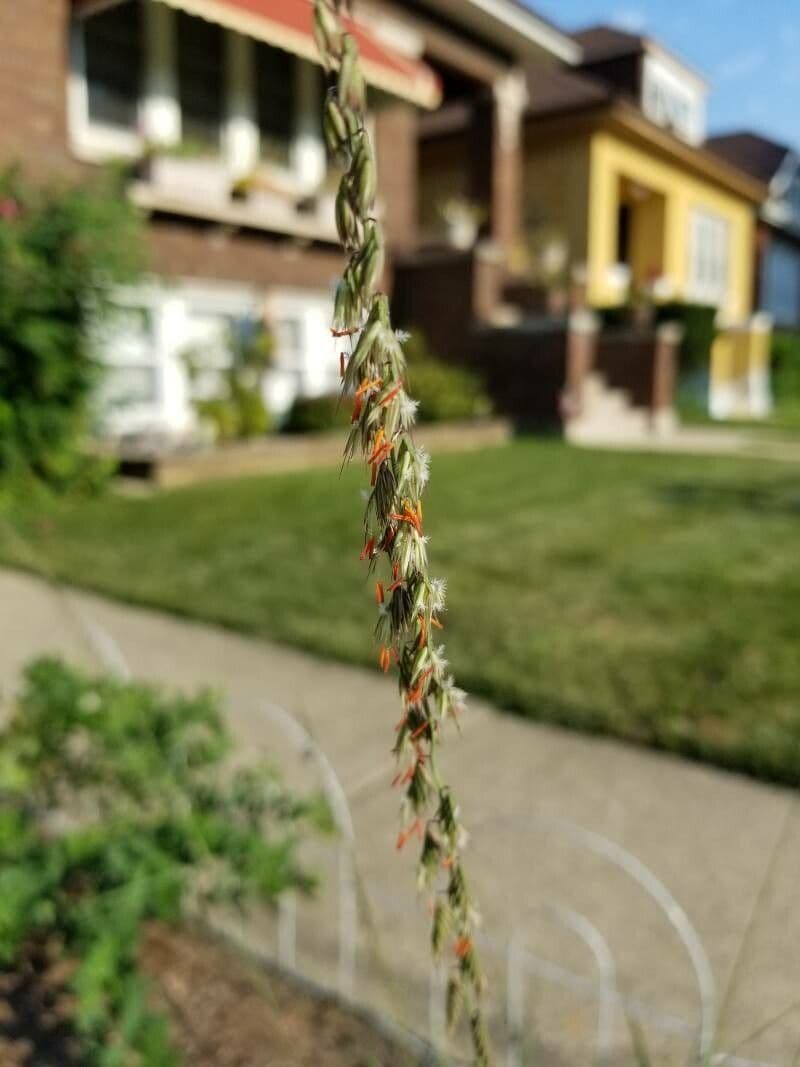 Bouteloua pendula 8