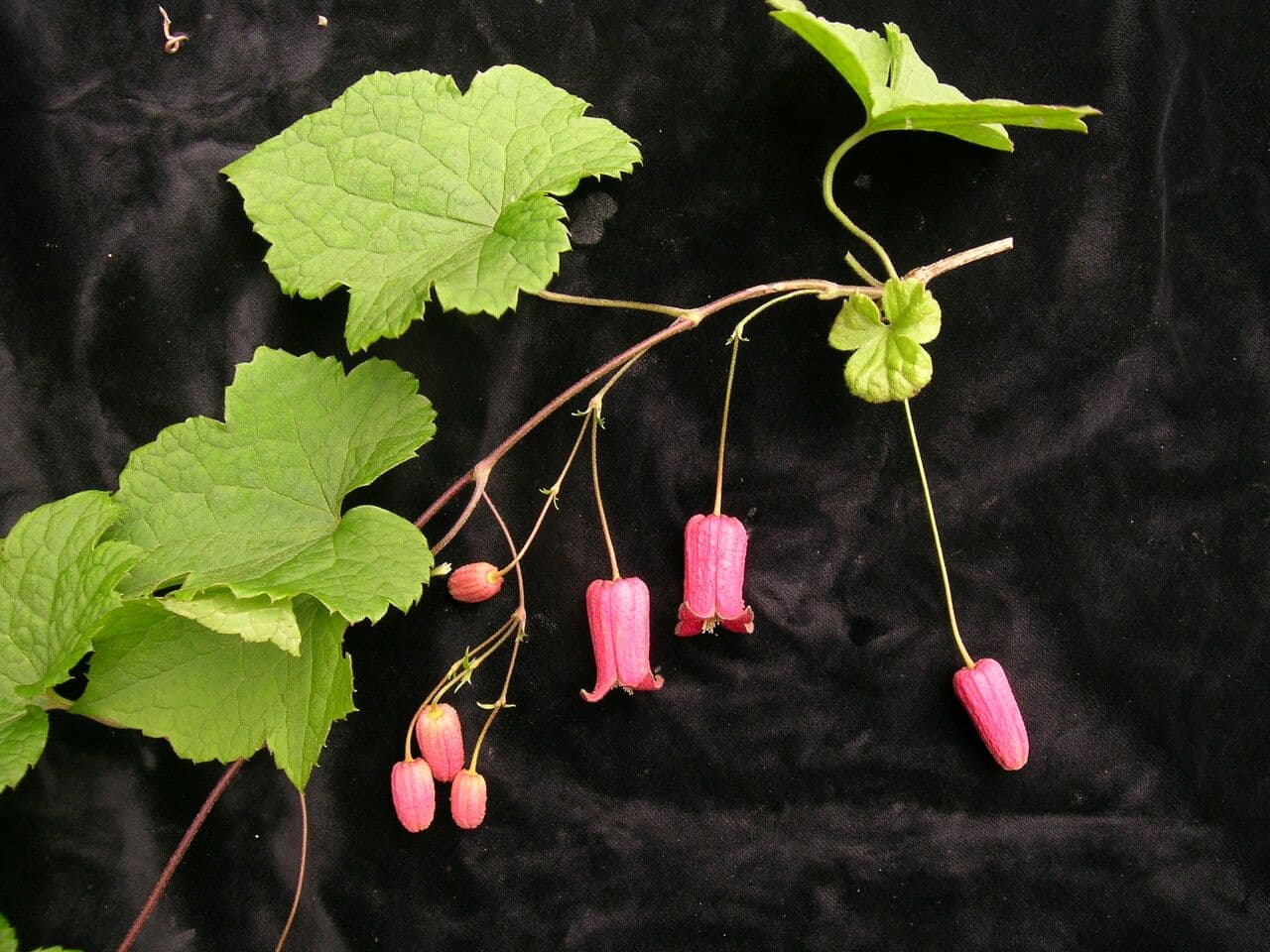 Clematis 7