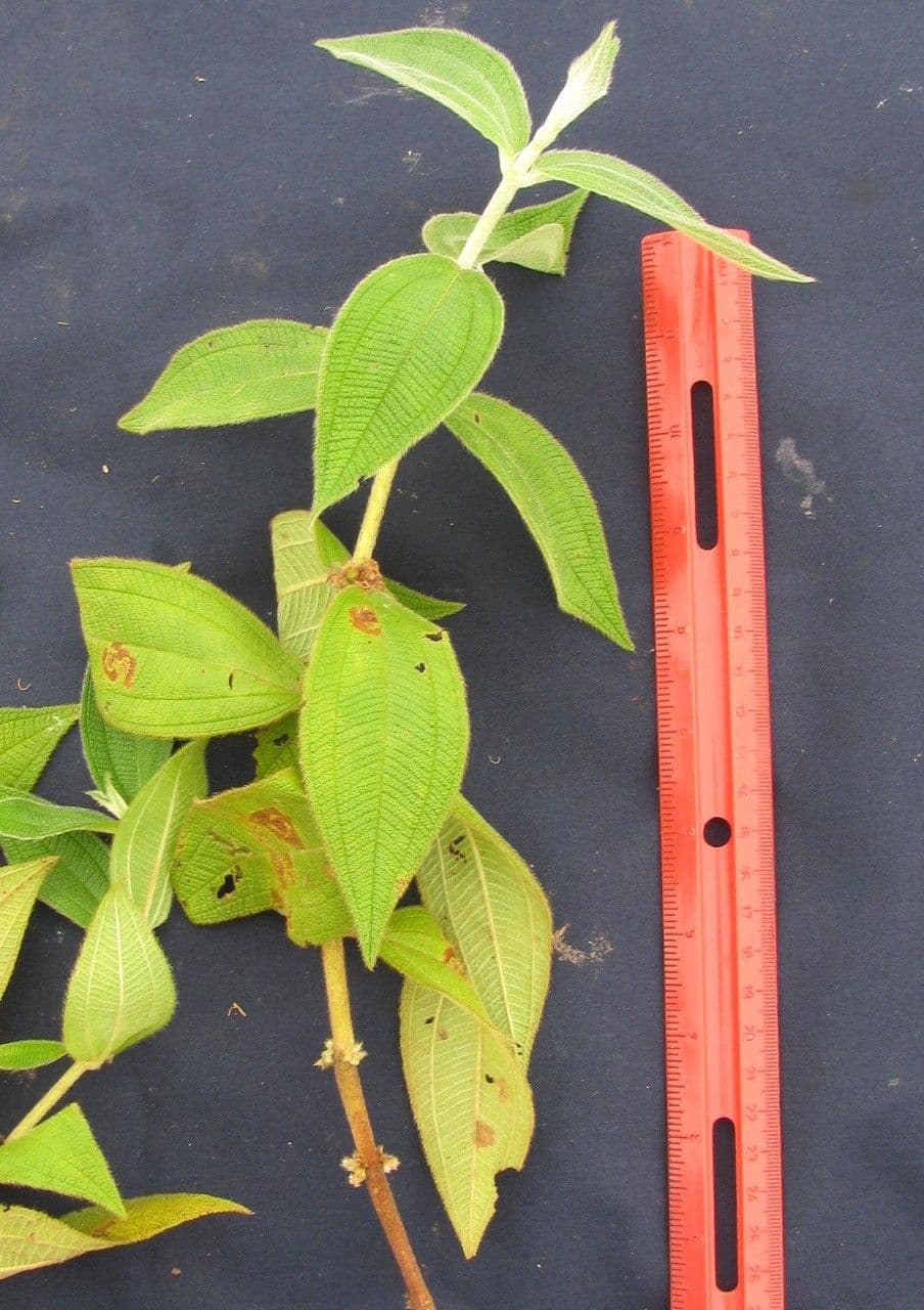 Miconia sericea 20