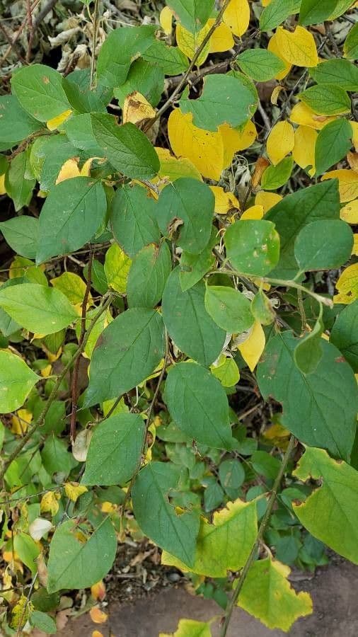 Cotoneaster di Pechino 8