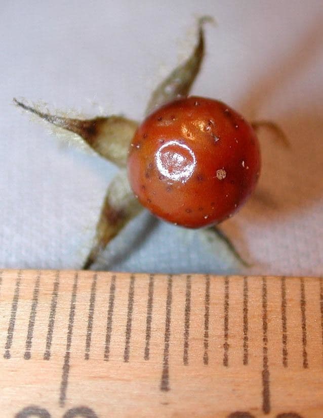 Solano giamaicano 3