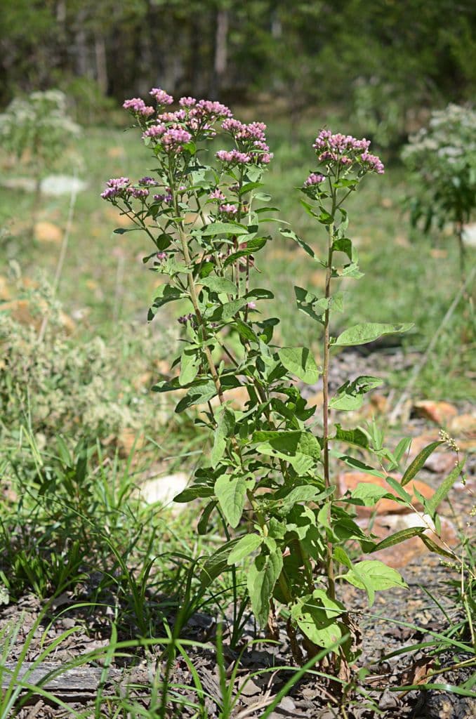 Pluchea canforata 8