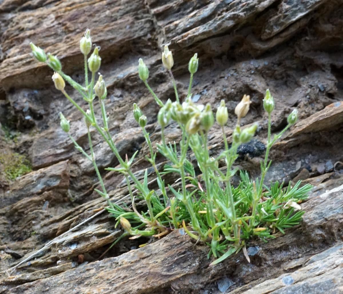Minuartia mucronata 13