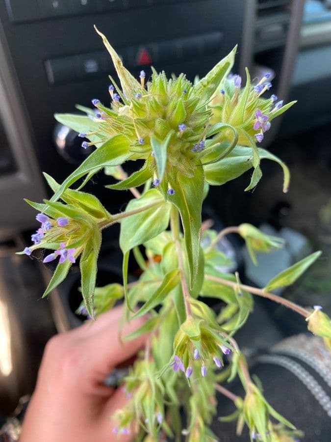 Collomia lineare 6