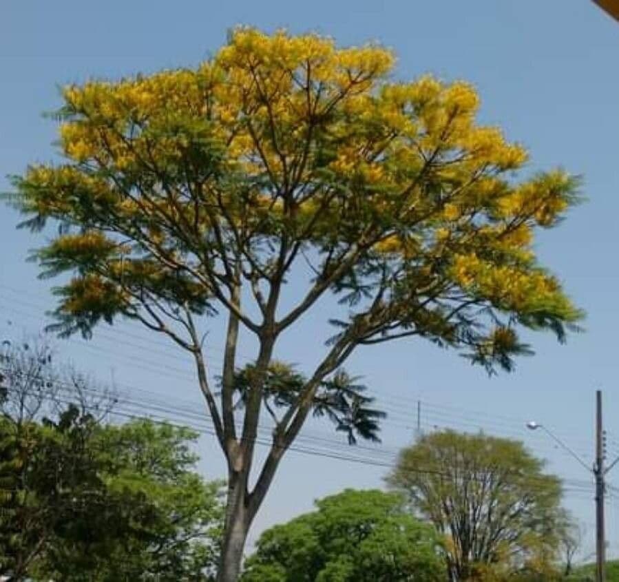 Schizolobium parahyba 8