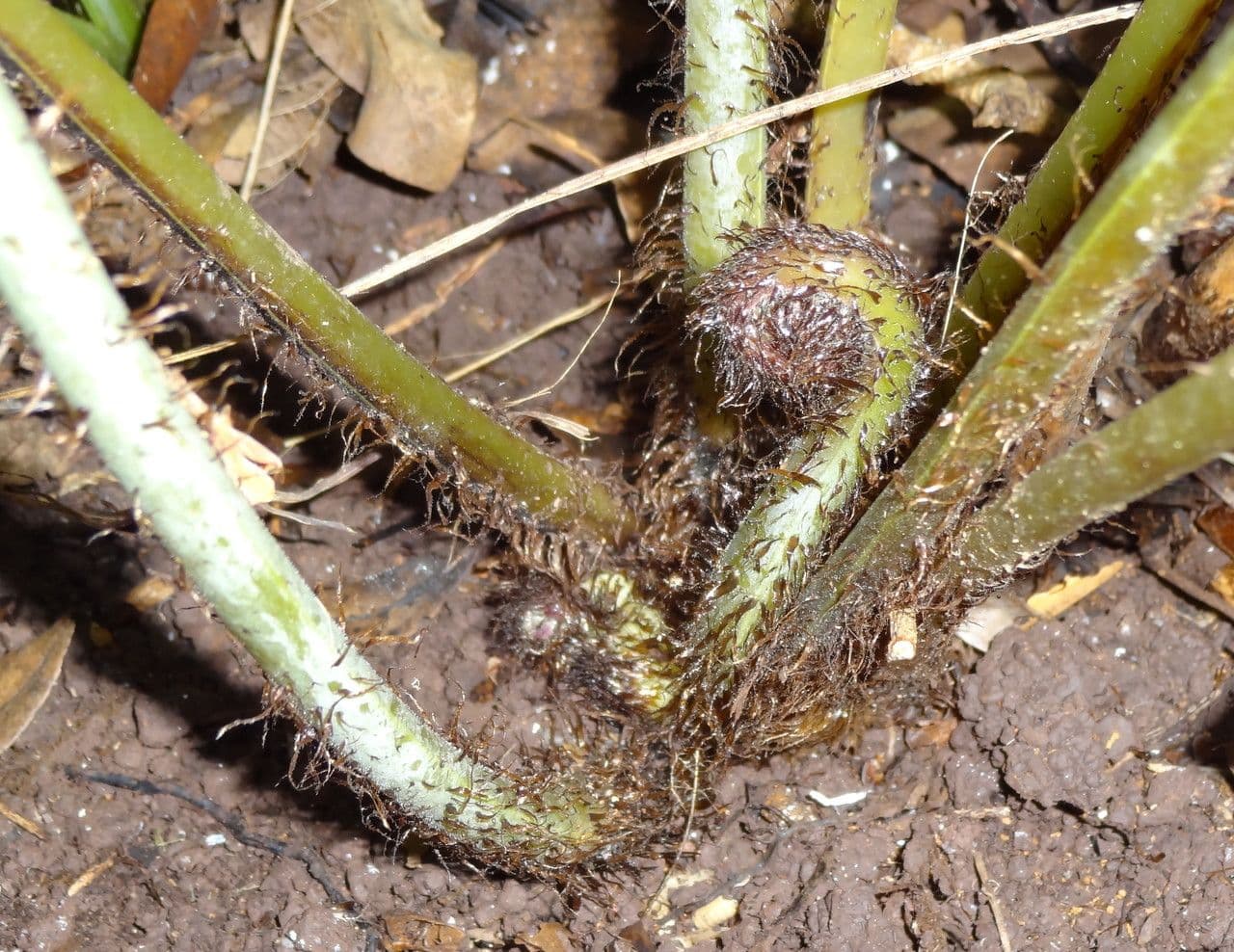 Lastreopsis 3