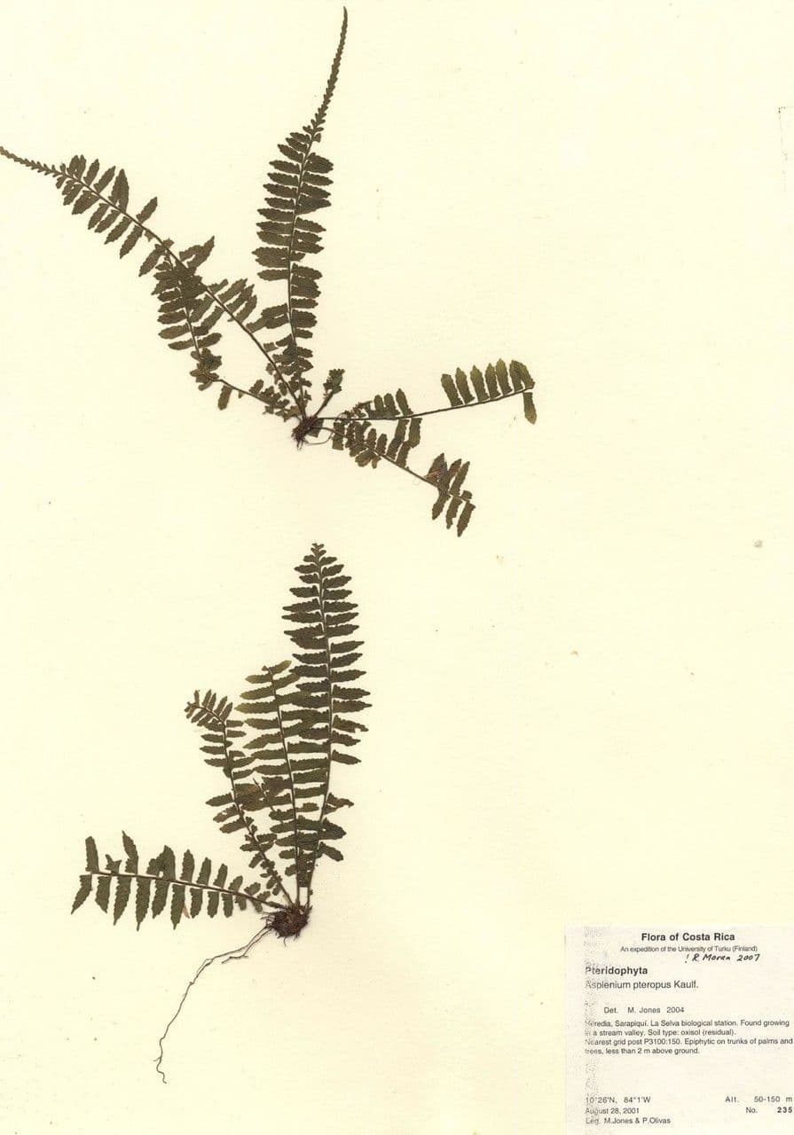 Asplénium ptéropus 6