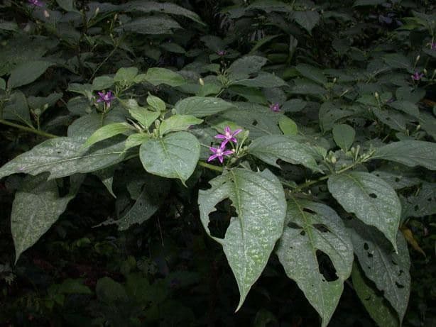 Lycianthes heteroclita 13