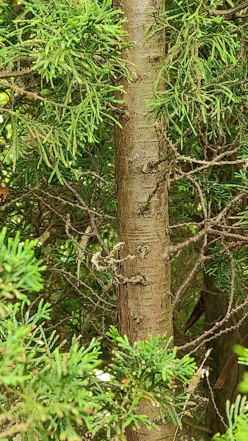 Atlantic white cypress 14