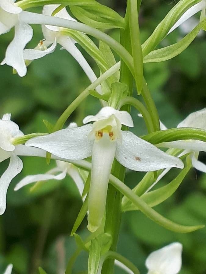 Zweiblättrige Waldhyazinthe 9