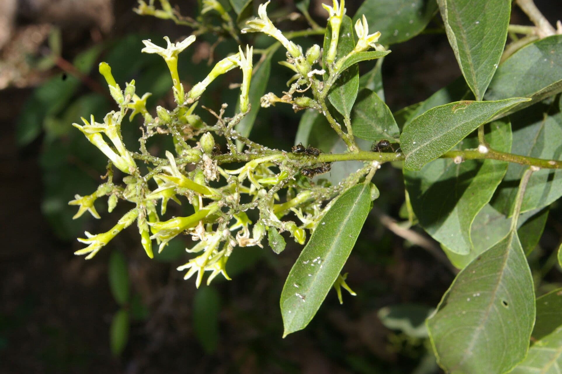 Diketové cestrum