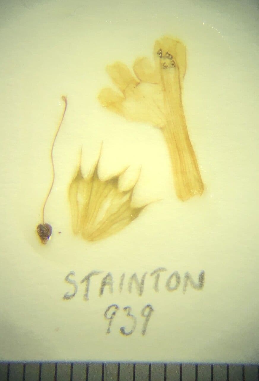 Canapetta bifida 25