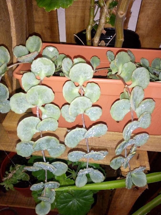 Sedum di Siebold 12