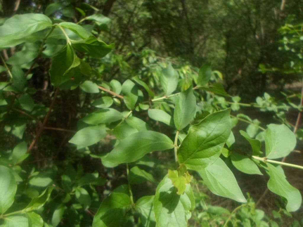 Feretia 10
