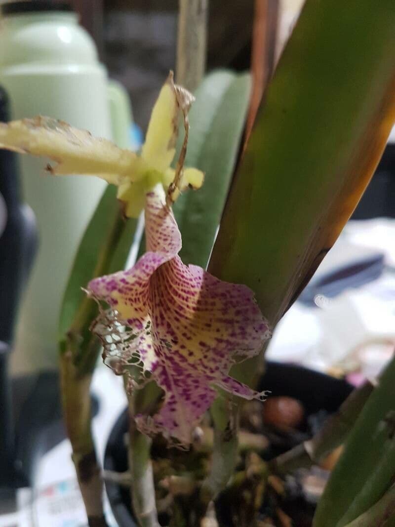 Cattleya 4