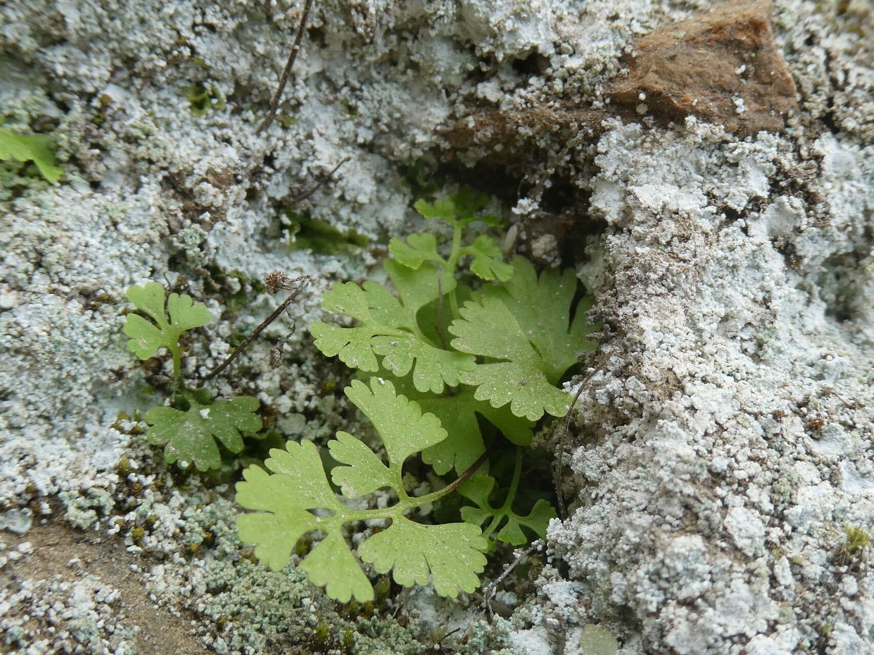 Anogramma leptophylla 18