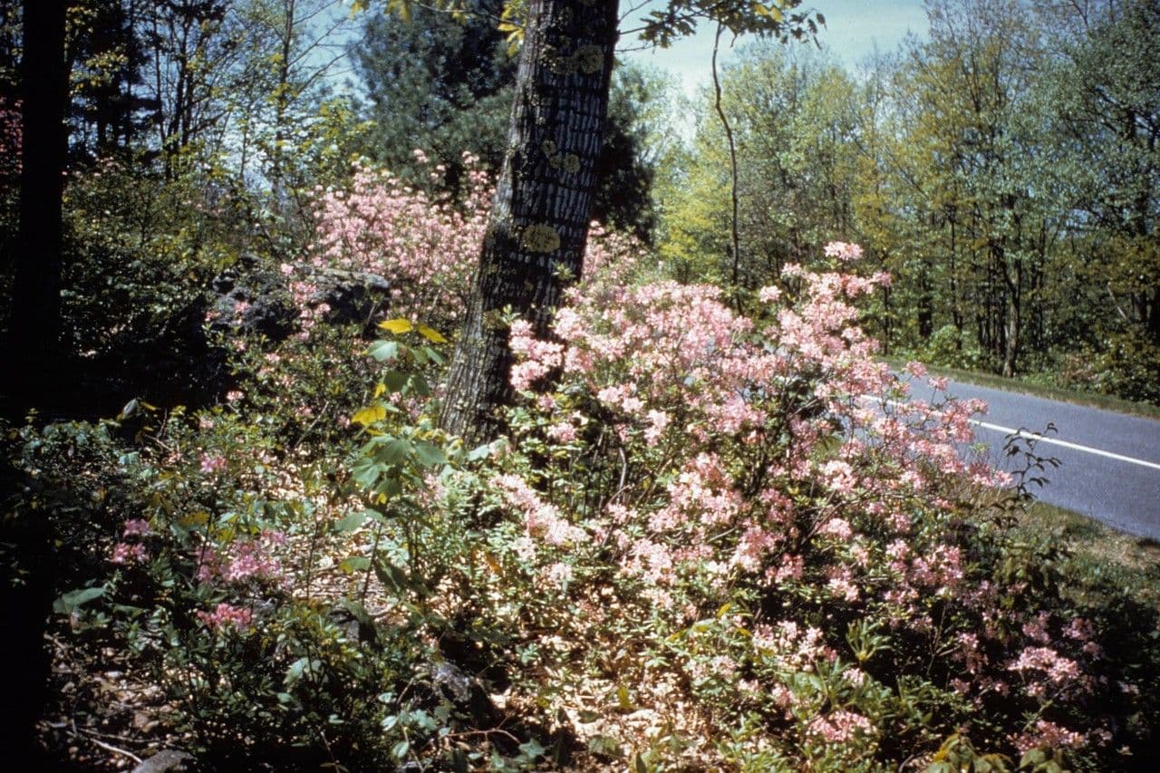 Azalea precoce 8