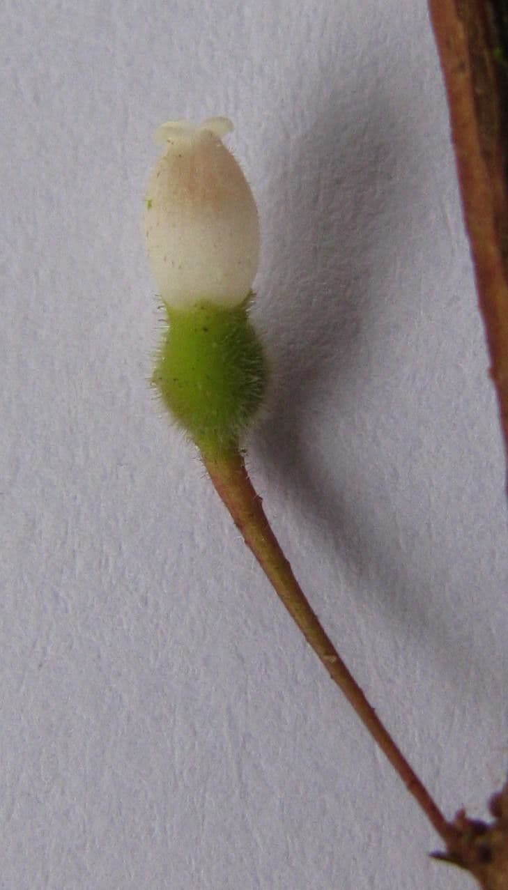 Sphyrospermum 5
