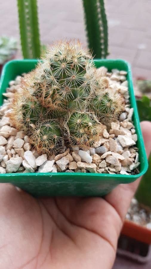 Cactus stella dorata 4