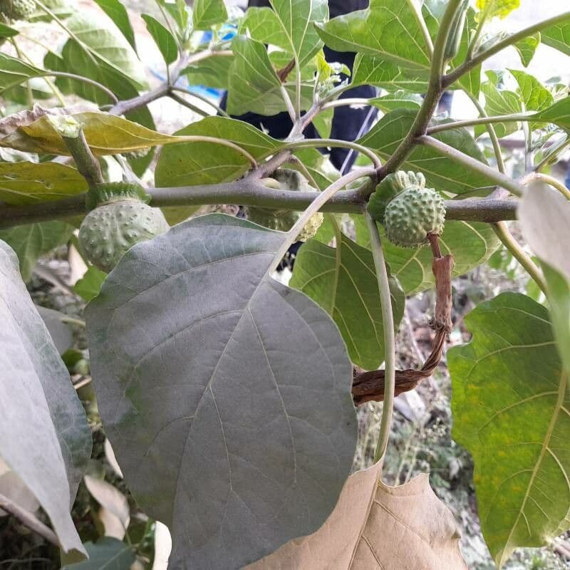 Datura metel 28