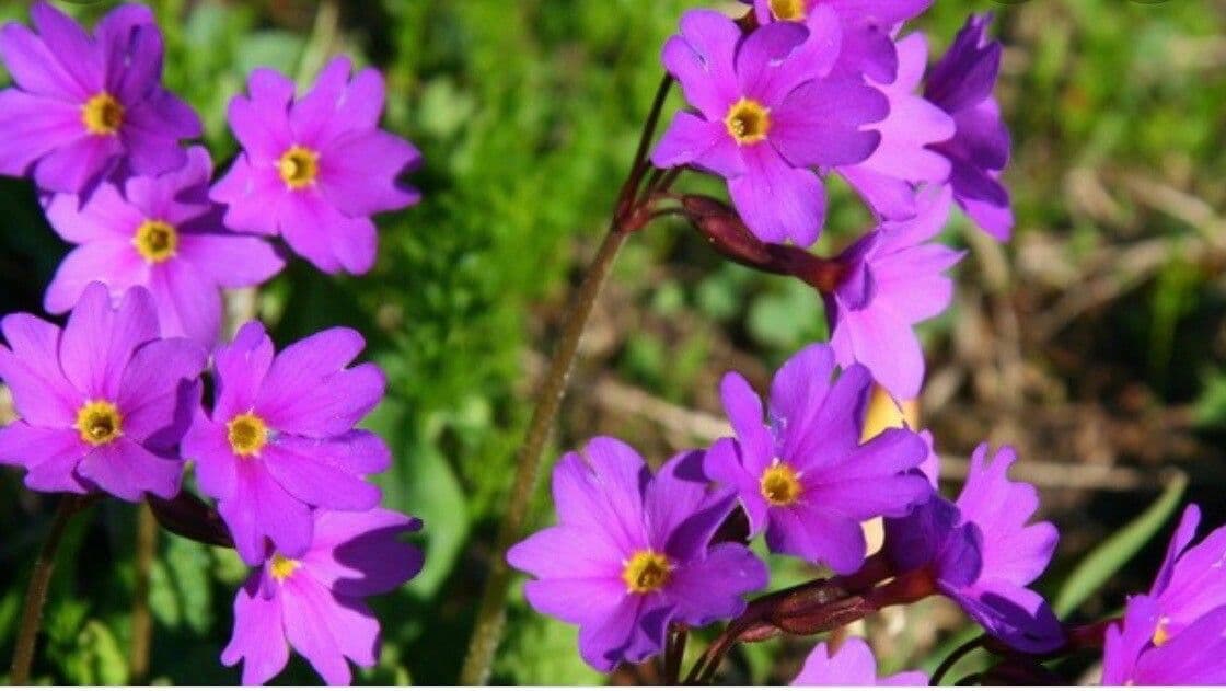 Primula cuneifolia