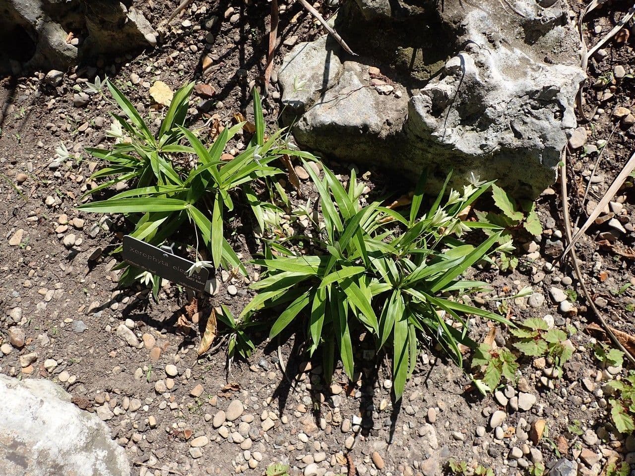 Xerophyta 2