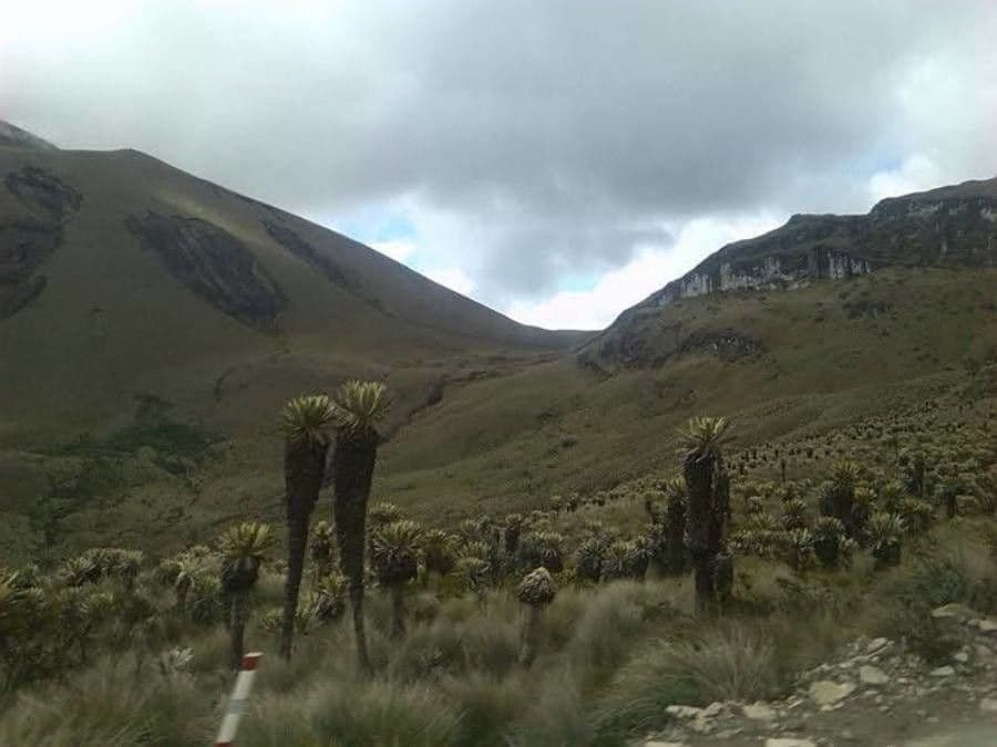 Espeletia 8