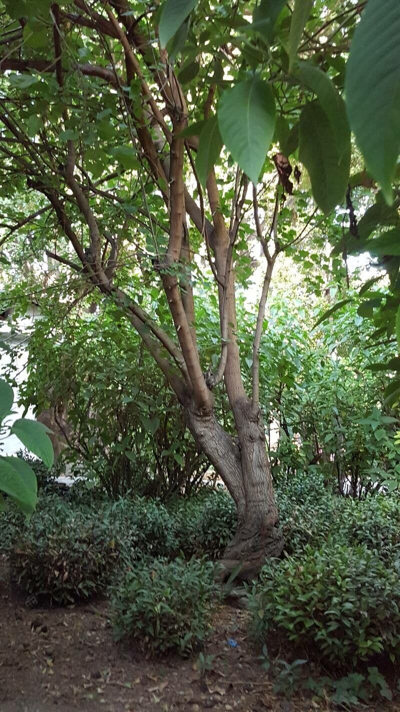 Noce di Malabar 16