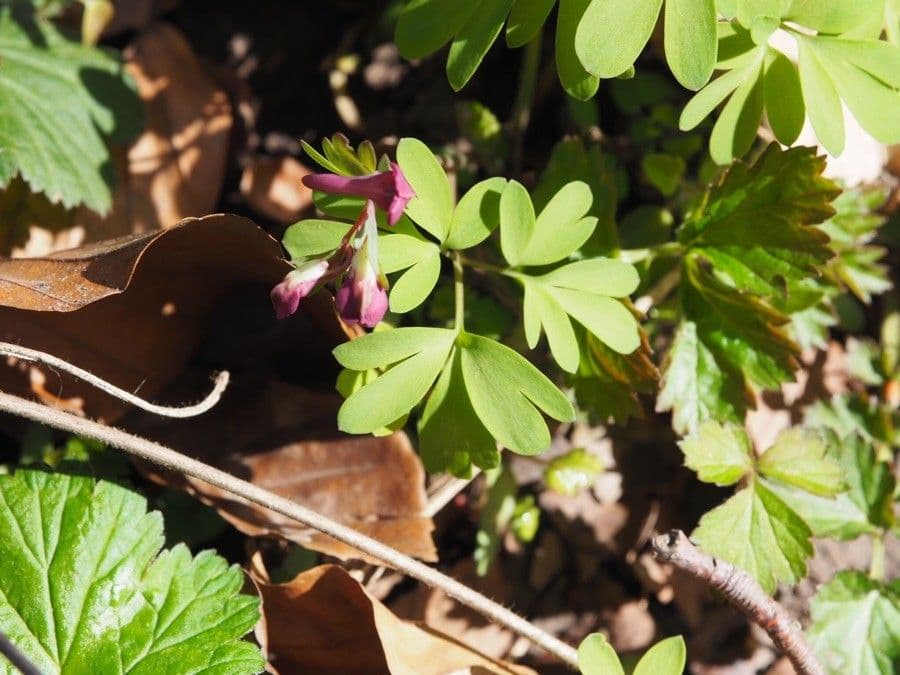 Colombina intermedia 16
